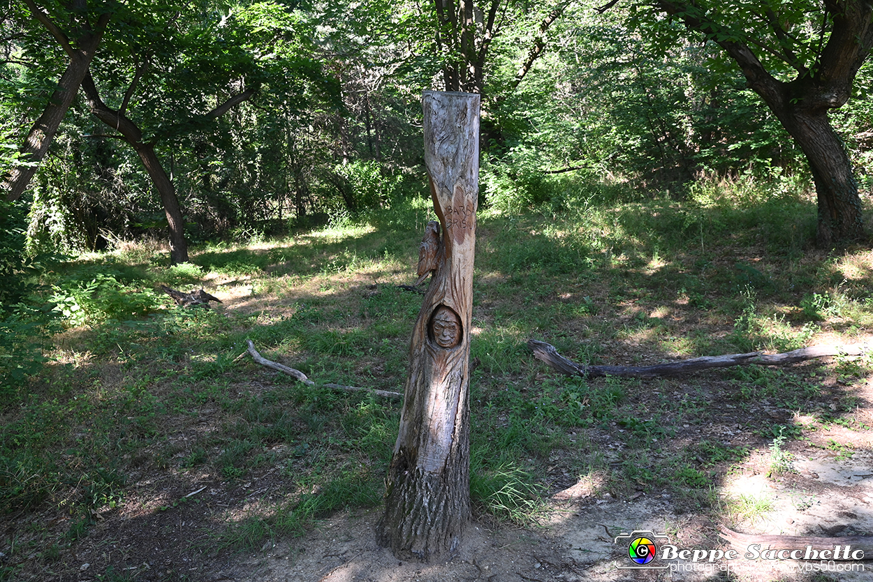 VBS_4708 - Il bosco fatato - Montaldo Roero.jpg